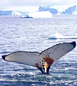 Whale fluke